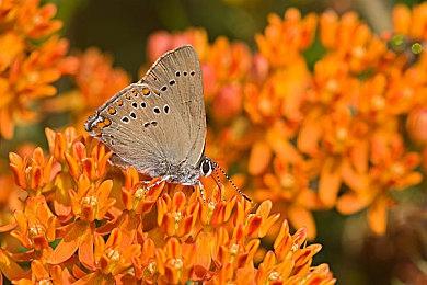 二战丧尸FPS《Projekt Z: Beyond Order》发布新预告